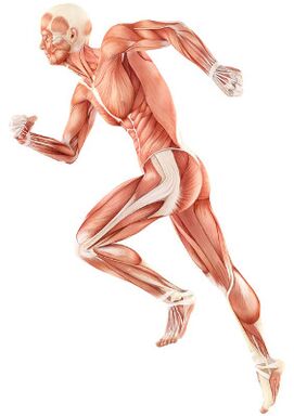 Violation de l'amortissement neuromusculaire